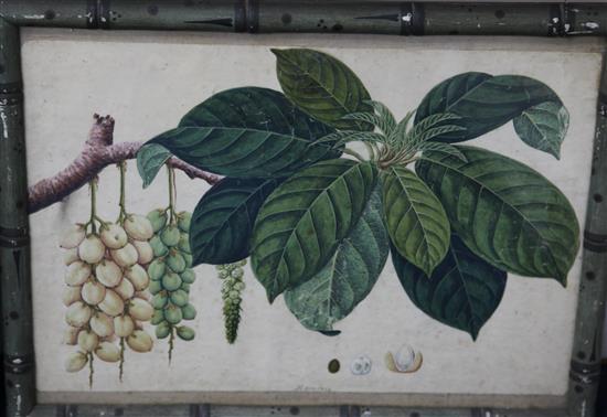 Captain E.A. McCurdy (19th C.) Botanical studies of Indian fruits 11.5 x 15in., housed in hand painted simulated bamboo frames